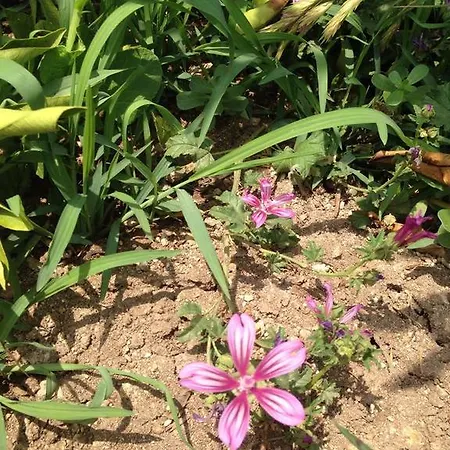 Le Terre Di Zoe' Limbadi