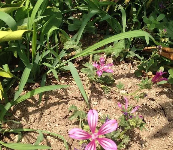 Le Terre Di Zoe' Limbadi